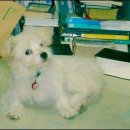 복실강아지 이미지