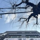 개꿀샵 | 양정 강아지미용 개꿀펫뷰티 푸들 위생미용