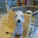 와이즈24시 동물병원 이미지