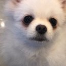 예스예스애견 이미지