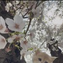 마마캐터리 이미지