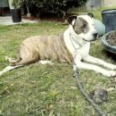 내품에 강아지 이미지