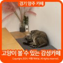 귀여운 고양이가 있는 고양이 카페 양주 백석 카페 루트커피 후기