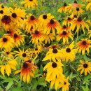 향토약국 이미지