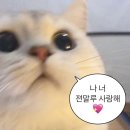 펫테이블 | 어폼포펫 모던 펫 테이블 2구 내돈내산 후기