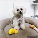 커몽 | 부천애견미용 커몽에서 3mm컷 후기