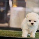 도그마루 강아지고양이 평택점 이미지