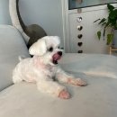 베이비숑 그루밍 이미지