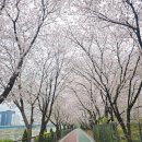 숨은길 | 서울 숨은 벚꽃 명소 송정제방길 사람 적어서 더 좋은 숨은 벚꽃길 후기 (4월5일)