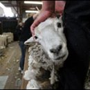 [Daily Listening for IELTS -184] Australia sheep shearer shortage 이미지