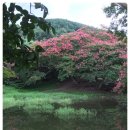 들국화(만수)마을 이미지