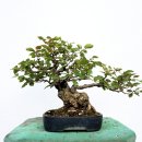 소사