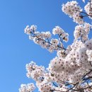 보타니컬아트(식물세밀화) | 봄 < 경희대 평생교육원 > &amp; <명지대 자연미래교육원 > " 보태니컬아트 &amp; 식물세밀화 " 전문가과정 ♥