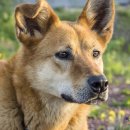 연성동물병원 이미지