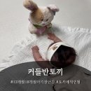 터미타임부터 12개월18개월 아기장난감 커들반 토끼 루루 후기!