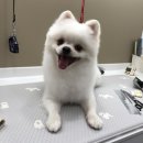 박창언 동물병원 이미지