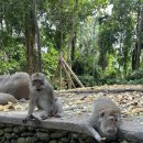 포레스트 | 우붓 몽키 포레스트 후기 &amp; 운영시간, 입장료, 지도, 주의사항 정리