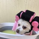 남현댕 애견미용 이미지