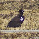 몽운 | 몽골 독수리 탐조