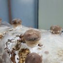 해수농장 이미지