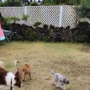 도르멍멍이 이미지