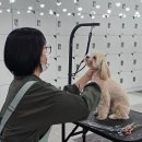 애견미용 이미지