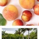 차이난다 몰 이미지