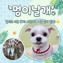 멍이날개 | 말티즈 뚜띠의 여름 준비, 부평 삼산동 ”멍이날개” 미용 후기 🐾✂️☀️