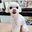 엔조이펫 이미지