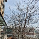 감나무 | 담장 무너지기 직전 감나무 벌목 후기 뿌리제거 제초제 주입