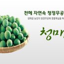 청용농장 Daum카페