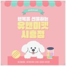 펫1번가 | 안양고양이분양 후기 유앤미펫에서 만난 우아한 러시안블루