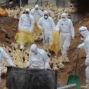 중추양계장 이미지