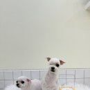 발렌티몽 이미지