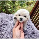 베리독 강아지고양이 평택본점 | 평택강아지분양 베리독 강아지고양이 평택본점