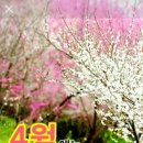 꽃길만