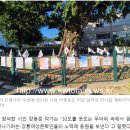 강릉월화 이미지