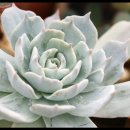 크로키아 이미지