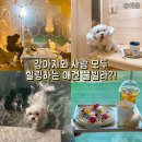 우주사우나 | 태안 풀빌라 알로하오에 핀란드 사우나 가능한 태안 애견동반펜션