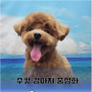과천우주동물병원 네이버블로그