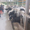 드림목장 이미지