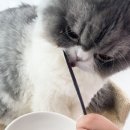 반려동물보감연구소 이미지