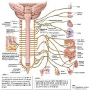 신경계의 구조와 기능 이미지