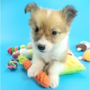 세종멍냥월드 강아지고양이분양 애견샵 | 세종강아지 웰시코기 분양 대전 동양 애견에서 바로 입양했어요