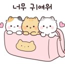 코냥코냥 이미지