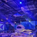 땅끝해양자연사박물관 | 해남 여행 아이랑 함께라면 필수, 땅끝해양자연사박물관 대왕고래 뼈 실물 후기