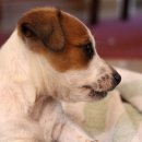 큰동물병원 이미지