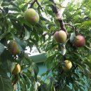 대석농장 이미지