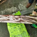 포크포크 이미지