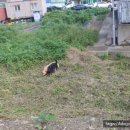 청양고등학교 | [청양 여행] 충남 청양 로컬 축제, 청양 고추 구기자 축제 방문 후기(feat. 충남 축제)